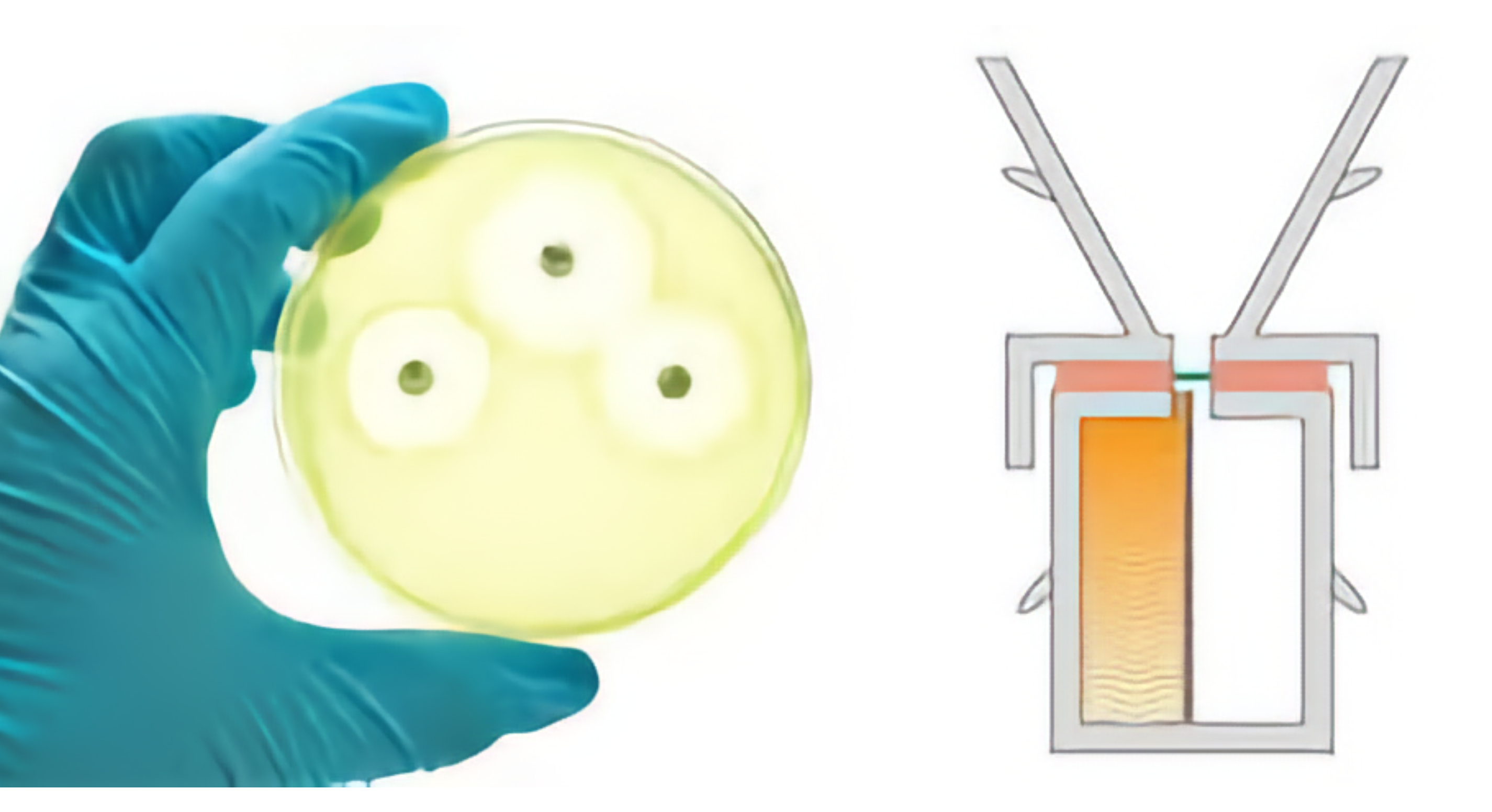 Nail Permeation Testing
