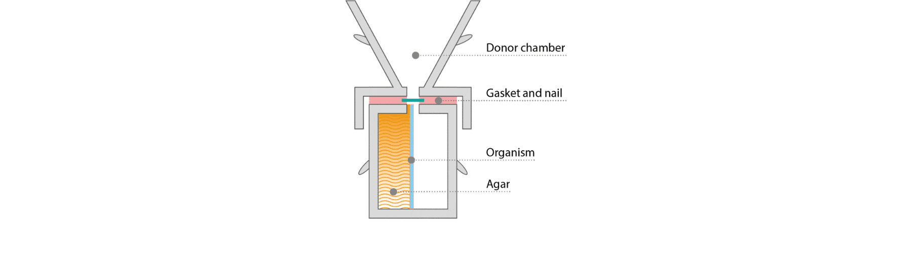 Nail IVPT diffusion cell diagram for ungual drug delivery testing